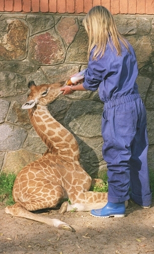 アフリカのキリン亜種、切迫する絶滅の危機 写真3枚 国際ニュース