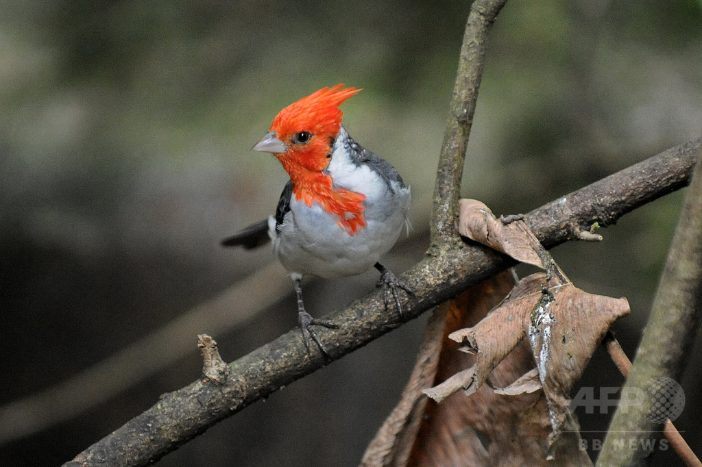 鳥の「赤い色」の謎を解明、研究 鳥の「赤い色」の謎を解明、研究