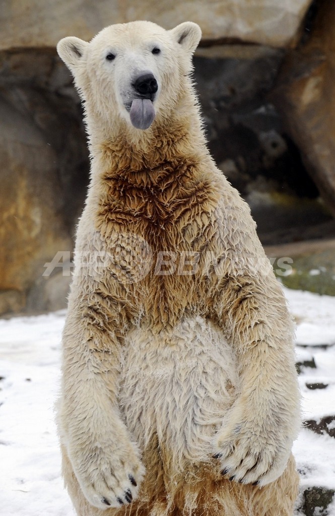 「父」を貸し出した動物園、クヌート人気の利益配分を求める 「父」を貸し出した動物園、クヌート人気の利益配分を求める