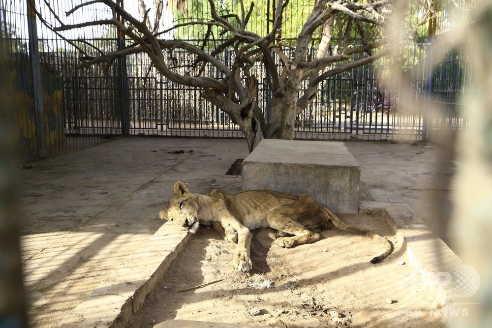 スーダンの 痩せこけた ライオン 5頭のうち1頭死ぬ 写真7枚 国際ニュース Afpbb News
