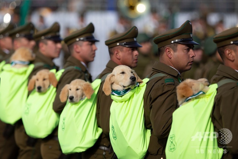 どんな捜査も任せて 警察犬の卵 担がれて軍事パレード参加 写真3枚 国際ニュース Afpbb News