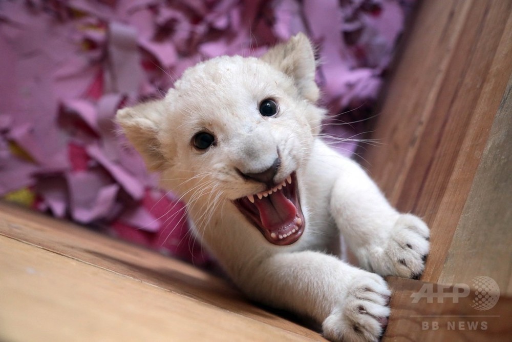 ホワイトライオンの赤ちゃん公開 メキシコ 写真11枚 国際ニュース Afpbb News