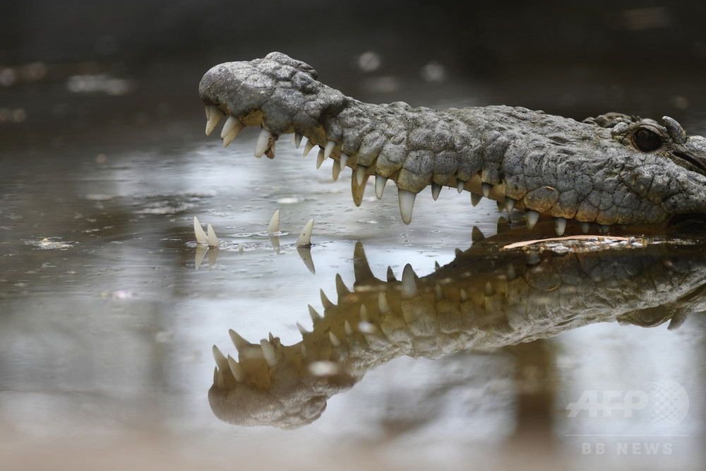 ワニ ガシャポンブログ | ガシャポンオフィシャルサイト