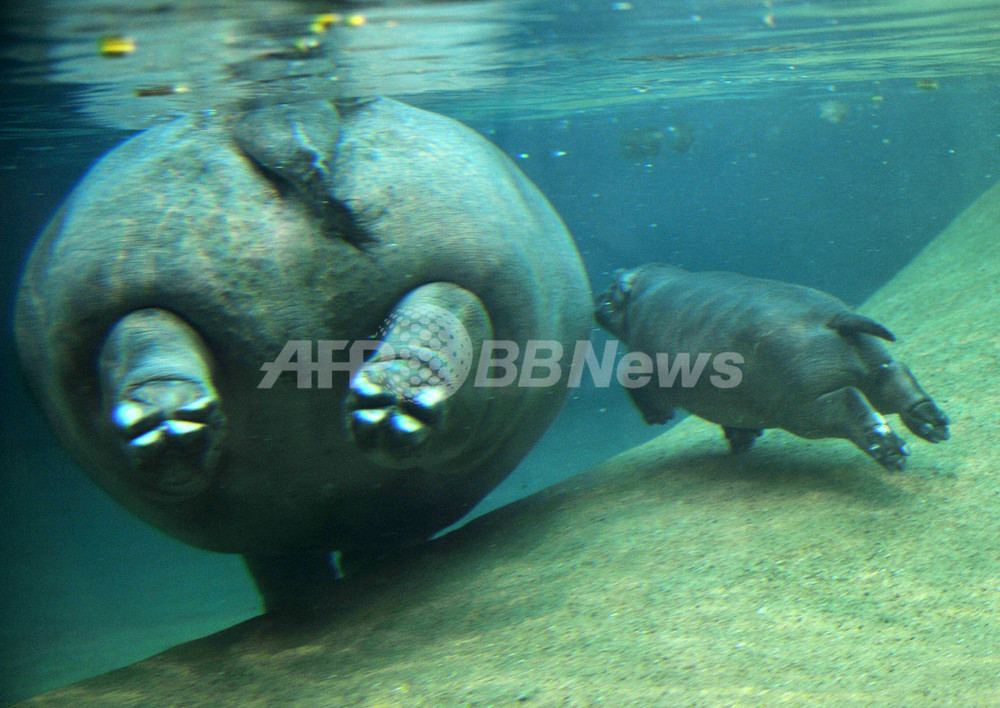 ベルリン動物園の赤ちゃんカバ おかあさんと一緒に水中散歩 写真5枚 国際ニュース Afpbb News