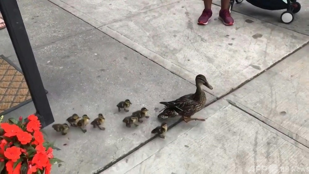 動画 カモの親子 Nyの街角をお散歩 ベーグル店に立ち寄る一幕も 写真1枚 国際ニュース Afpbb News