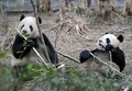 中国・四川（Sichuan）省雅安（Ya&apos;an）の中国パンダ保護研究センター（Conservation and Research Center for the Giant Panda）で飼育されているパンダの「団団（トァントァン、Tuan Tuan）」と「円円（ユェンユェン、Yuan Yuan）」。国家間の関係改善を象徴して中国から台湾に贈られる（2008年12月22日撮影）。(c)AFP/Sam YEH