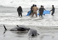 茨城県鉾田市の海岸で、打ち上げられたカズハゴンドウをシートで海へ戻そうとする地元の人（2015年4月10日撮影）。(c)AFP/TOSHIFUMI KITAMURA