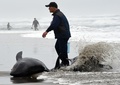 茨城県鉾田市の海岸で、打ち上げられたカズハゴンドウにバケツで水をかける地元の人（2015年4月10日撮影）。(c)AFP/TOSHIFUMI KITAMURA