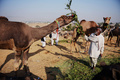 インドのプシュカール（Pushkar）郊外で世界最大規模のラクダ市が開催されている。毎年恒例の伝統行事であるラクダ市には5日間の開催期間中に数千人もの商人が訪れ、主にラクダなどの家畜の売買を行う。

写真はラクダに餌を与えるラクダ商人（2012年11月23日撮影）。(c)AFP/Roberto Schmidt