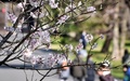 一般公開されている皇居・乾通りの桜（2016年3月25日撮影）。(c)AFP/KAZUHIRO NOGI