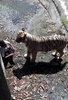 インド・ニューデリー（New Delhi）にある動物園で、ホワイトタイガーから身を守ろうとする男性（2014年9月23日撮影）。(c)AFP/DELHI POLICE