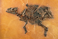 4800万年前の妊娠した雌のウマの化石。(c)Senckenberg / http://creativecommons.org/licenses/by/4.0/