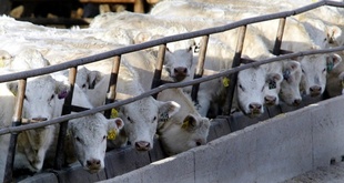 温室効果ガス排出量、畜産・酪農が独経済活動上回る