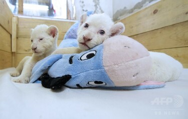 育児放棄のホワイトライオン赤ちゃん2頭、ぬいぐるみが大好き 写真8枚
