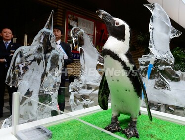 冷た～いペンギンたちが「ペンギン館長」とお出迎え、品川アクア