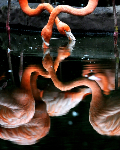 コロンビア麻薬王のフラミンゴやツル、動物園でくつろぐ