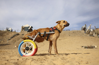 【今日の1枚】車いすで走る犬のルーシー ガザ市