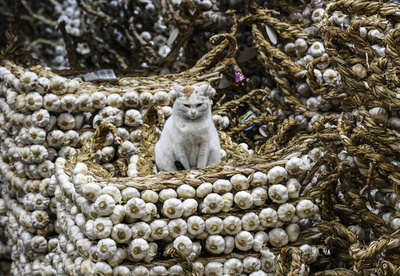 【今日の1枚】ニンニク座布団が指定席