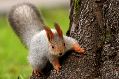 冬支度で大忙し！公園を走り回るリス モスクワ