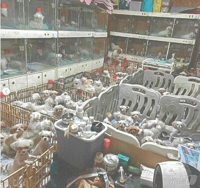 妊娠中の母犬を「腹部切開」…韓国“残忍極まる”犬繁殖場関係者を摘発