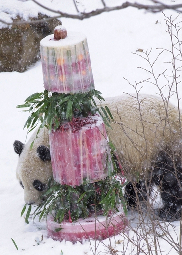 FedExで中国へ、米国生まれのパンダに餞別のケーキ