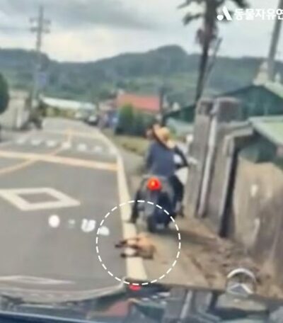 韓国・バイクに縛られ数キロ引きずられた犬…治療経てカナダの家族のもとへ