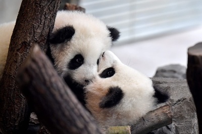 ベルリン生まれの双子パンダ、30日から一般公開へ