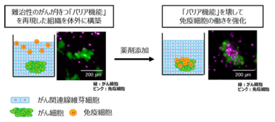 【大阪大】難治性がんの「バリア」を体外で再現し、「バリア」を打ち破る「薬剤候補」の特定に成功 ― 創薬支援事業への貢献を目指す
