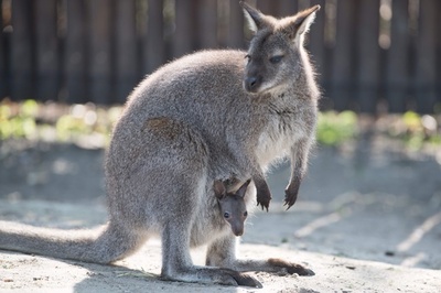 おなかから「こんにちは」、カンガルー親子の仲むつまじい姿 独動物園