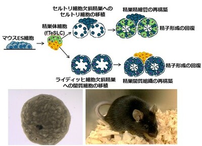 【横浜市立大学】マウス多能性幹細胞から精巣組織の再構築に成功