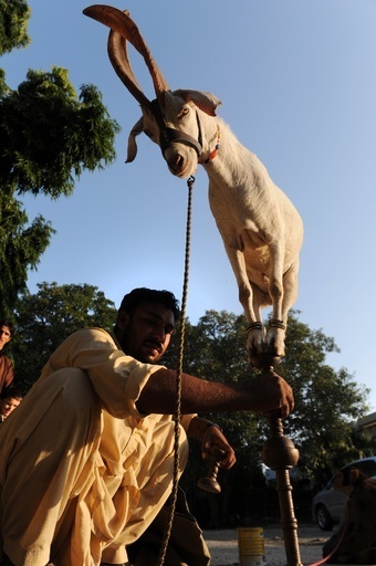 バランス感覚には自信あり、パキスタンのヤギ