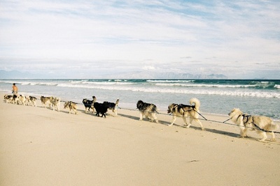 南アフリカ名物、砂浜を駆ける犬ぞり