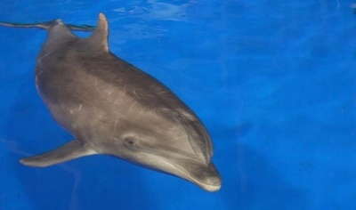 救助されたミナミハンドウイルカ 治療と訓練を経て海に戻る 中国・海南省