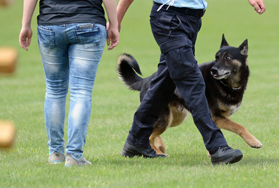 俺を犯人と思ってかみつけ！独警察犬の競技会