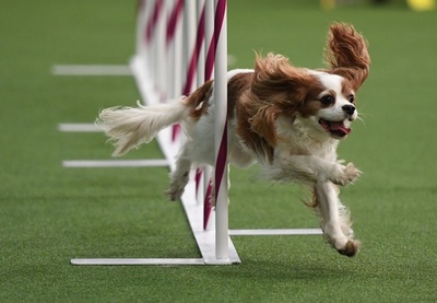 ワンちゃんの祭典、米伝統のドッグショー開幕