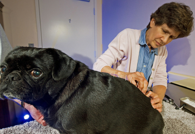 はり治療が快感なペットたち、米国