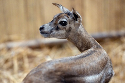 生後間もないレイヨウの赤ちゃん、ハンガリー