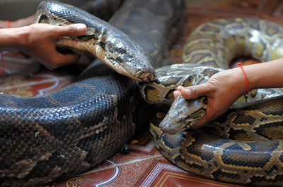 カンボジアでヘビの結婚式、精霊のお告げで