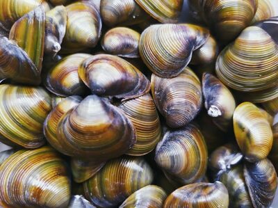 「名産地」偽装で巨額利益…中国産シジミ20トンを「韓国産」と偽り販売