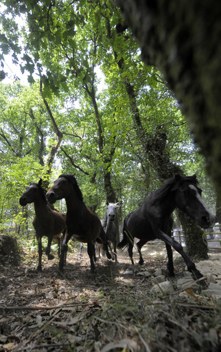「再野生化」、スペイン自然保護の取り組み