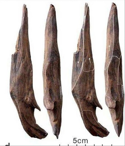世界的な考古学的成果 中国で30万年前の東アジア最古の木器を発見