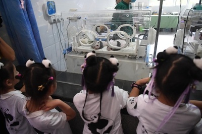 2組の双子パンダ、79組の双子と満1か月をお祝い