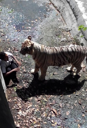 ホワイトタイガー、男性襲い死亡させる インドの動物園