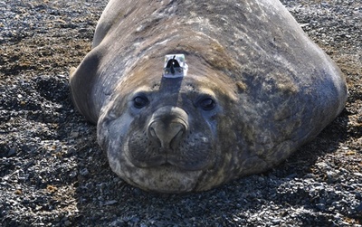 アザラシが調査協力、活動範囲は極から極まで