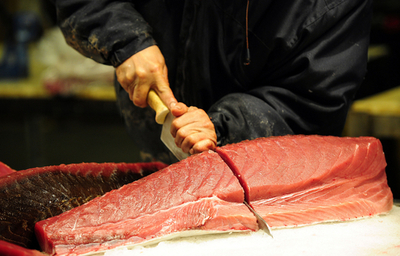 クロマグロ国際取引禁止支持表明のEUに亀裂、中国は反対