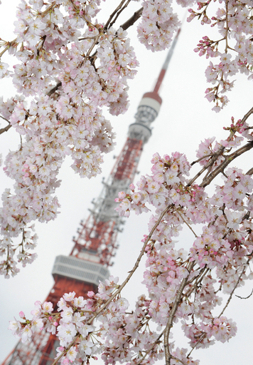 東京タワーを背景に咲く桜