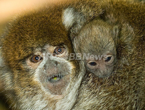 南米原産の珍しいサルに赤ちゃん誕生 米シカゴの動物園 写真2枚 ファッション ニュースならmode Press Powered By Afpbb News