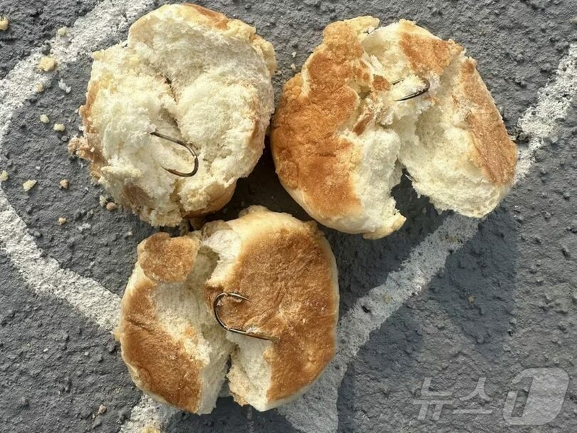 全羅南道羅州（ナジュ）のペット犬公園にまかれたパンの中に、大型の釣り針が差し込まれている＝SNS(c)news1