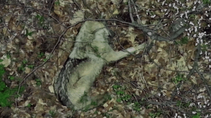 ドローン映像に捉えられた、草むらで眠るオオカミの様子(c)NEWSIS