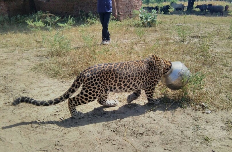 ヒョウの頭がつぼにすっぽり 5時間後に救出 インド 写真1枚 国際ニュース Afpbb News